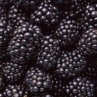 Ежевика ОРКАН бесшипная   Ежевика ОРКАН бесшипная  в Барановичах