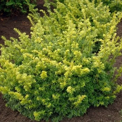 Тис ЭЛЕГАНТИССИМА ягодный  Тис ЭЛЕГАНТИССИМА ягодный в Барановичах