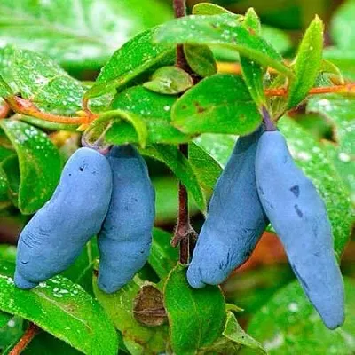 Жимолость съедобная МОРЕНА  Жимолость съедобная МОРЕНА в Барановичах