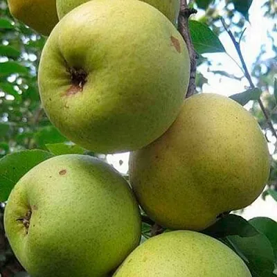 саженцы груши