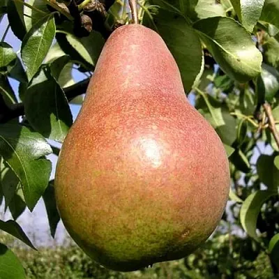 Груша КИРГИЗСКАЯ ЗИМНЯЯ