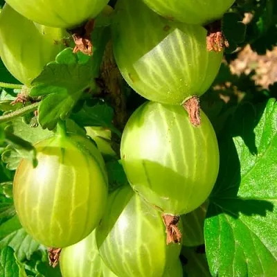 Крыжовник МАЛАХИТ  Крыжовник МАЛАХИТ в Барановичах