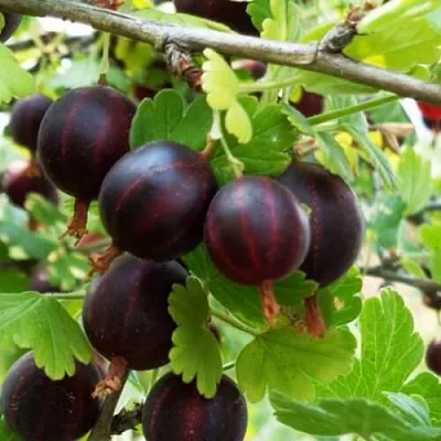 Крыжовник СЕВЕРНЫЙ КАПИТАН  Крыжовник СЕВЕРНЫЙ КАПИТАН в Барановичах