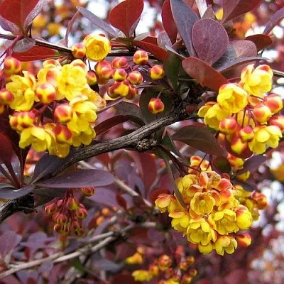 Барбарис СУПЕРБА оттавский   Барбарис СУПЕРБА оттавский  в Барановичах