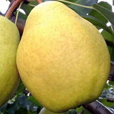 Груша ОСЕННИЙ ВЕЛИКАН в Барановичах