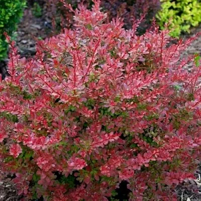 Барбарис ГОЛДЕН РИНГ тунберга  Барбарис ГОЛДЕН РИНГ тунберга в Барановичах