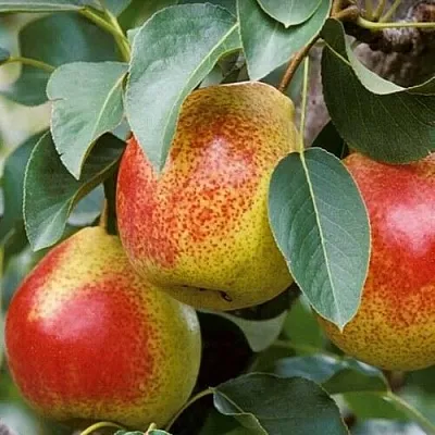 Груша ГОРНАЯ КРАСАВИЦА в Барановичах