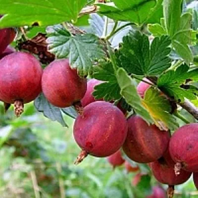 Крыжовник КРАСНОСЛАВЯНСКИЙ  Крыжовник КРАСНОСЛАВЯНСКИЙ в Барановичах