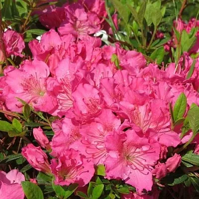 Азалия КИРСТИН японская  Азалия КИРСТИН японская в Барановичах