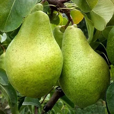 Груша НОЯБРЬСКАЯ ЗИМНЯЯ в Барановичах