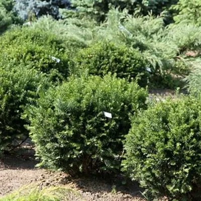 Тис НАНА остроконечный   Тис НАНА остроконечный  в Барановичах