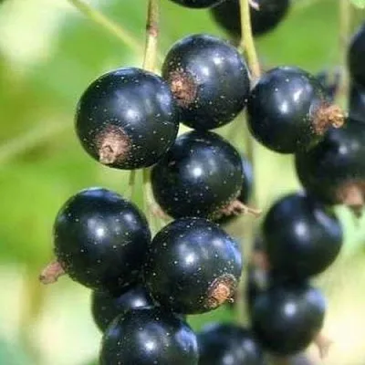 Смородина черная СТРЕЛЕЦ в Барановичах