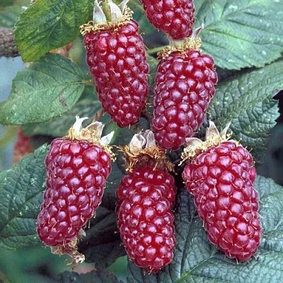 Ежемалина ТАЙБЕРРИ  Ежемалина ТАЙБЕРРИ в Барановичах