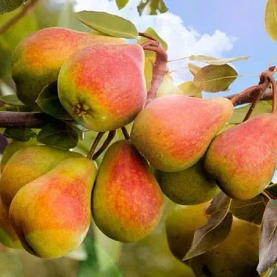 Груша ЗАБАВА в Барановичах