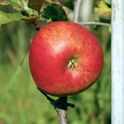 Яблоня ДЫЯМЕНТ  Яблоня ДЫЯМЕНТ в Барановичах