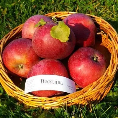 Яблоня ВЕСЯЛИНА  Яблоня ВЕСЯЛИНА в Барановичах