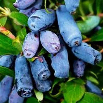 Жимолость съедобная ВОЛХОВА  Жимолость съедобная ВОЛХОВА в Барановичах