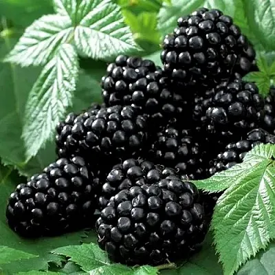 Ежевика БЛЭК БЬЮТИ  Ежевика БЛЭК БЬЮТИ в Барановичах