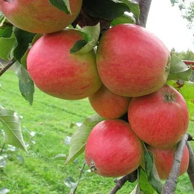 Яблоня ПИККОЛО  Яблоня ПИККОЛО в Барановичах