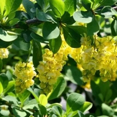 Барбарис ИНДИАН САММЕР   Барбарис ИНДИАН САММЕР  в Барановичах