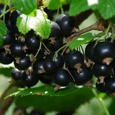 Смородина черная ГЛОБУС в Барановичах