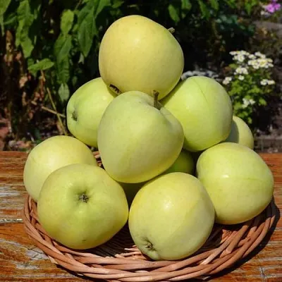 Яблоня ПАПИРОВКА  Яблоня ПАПИРОВКА в Барановичах