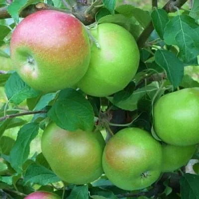 Яблоня НАВАВИТА  Яблоня НАВАВИТА в Барановичах