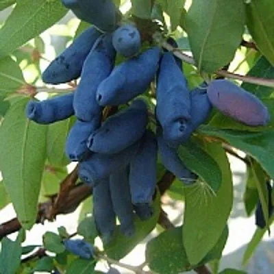 Жимолость съедобная ГОРДОСТЬ БАКЧАРА  Жимолость съедобная ГОРДОСТЬ БАКЧАРА в Барановичах