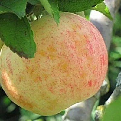 Яблоня ЛЕТНЕЕ СЛАДКОЕ  Яблоня ЛЕТНЕЕ СЛАДКОЕ в Барановичах