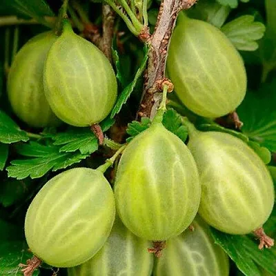 Крыжовник УРАЛЬСКИЙ ИЗУМРУД  Крыжовник УРАЛЬСКИЙ ИЗУМРУД в Барановичах