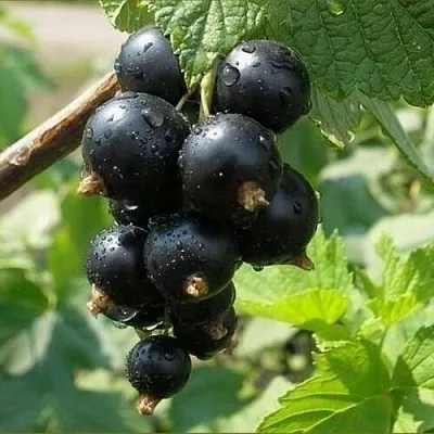 Смородина черная ПИГМЕЙ в Барановичах