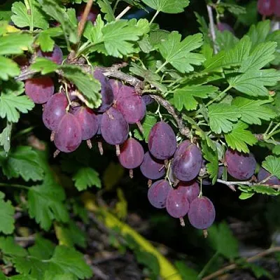 Крыжовник ГРУШЕНЬКА  Крыжовник ГРУШЕНЬКА в Барановичах