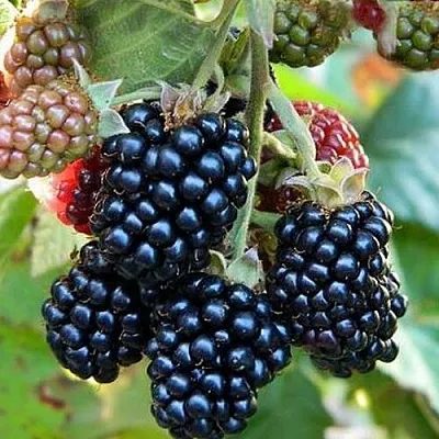 Ежевика ОУАЧИТА бесшипная   Ежевика ОУАЧИТА бесшипная  в Барановичах