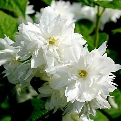 Жасмин ДАМ БЛАНШ  Жасмин ДАМ БЛАНШ в Барановичах