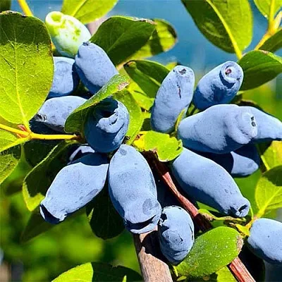 Жимолость съедобная АВРОРА  Жимолость съедобная АВРОРА в Барановичах