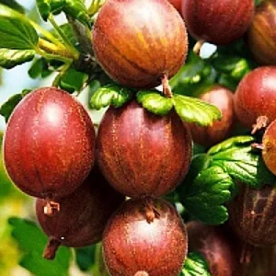 Крыжовник ШЕРШНЕВСКИЙ  Крыжовник ШЕРШНЕВСКИЙ в Барановичах