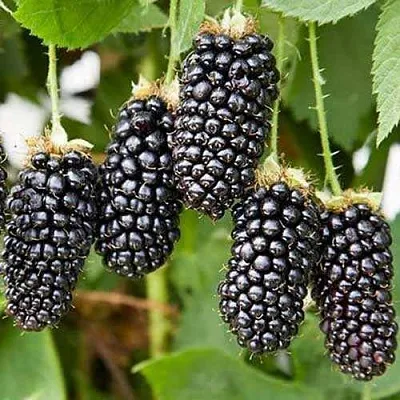 Ежевика КАРАКА БЛЭК  Ежевика КАРАКА БЛЭК в Барановичах