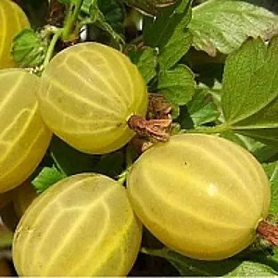 Крыжовник ЯРОВОЙ  Крыжовник ЯРОВОЙ в Барановичах