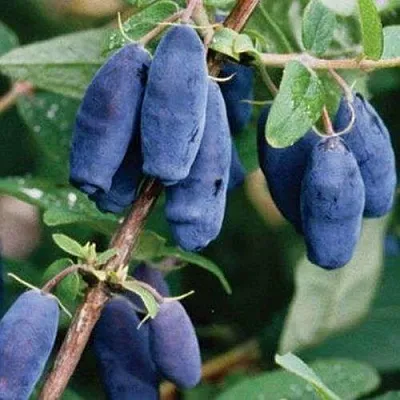 Жимолость съедобная ЛАЗУРНАЯ  Жимолость съедобная ЛАЗУРНАЯ в Барановичах