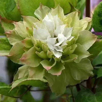 Клематис СЕН-НО-КЕЙЗ  Клематис СЕН-НО-КЕЙЗ в Барановичах