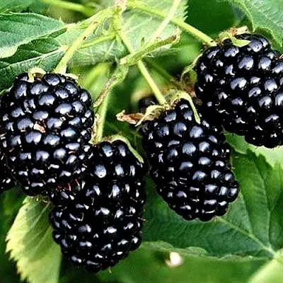 Ежевика ПРАЙМ АРК ТРЕВЕЛЕР ремонтантная   Ежевика ПРАЙМ АРК ТРЕВЕЛЕР ремонтантная  в Барановичах