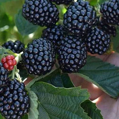 Саженцы ежевики Саженцы ежевики