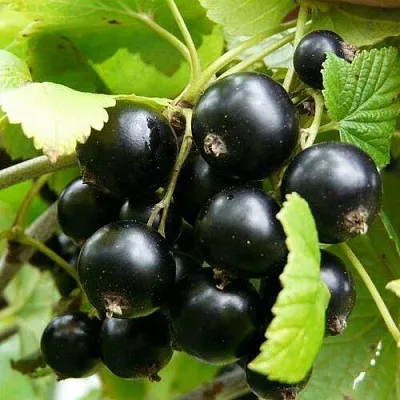 Смородина чёрная ГЕРКУЛЕС в Барановичах