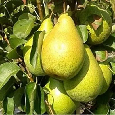 Груша ПАТТЕН (ГЛУБОКСКАЯ) в Барановичах