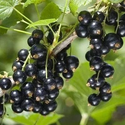 Смородина чёрная ВОЛШЕБНИЦА в Барановичах