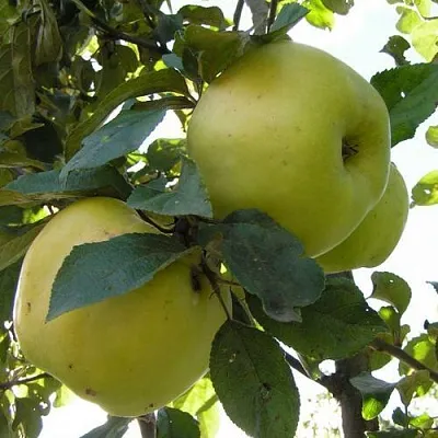 Яблоня АНТОНОВКА ОБЫКНОВЕННАЯ  Яблоня АНТОНОВКА ОБЫКНОВЕННАЯ в Барановичах