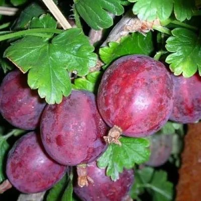 Крыжовник КОЛОБОК  Крыжовник КОЛОБОК в Барановичах