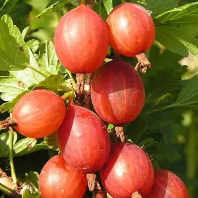 Крыжовник МАШЕКА  Крыжовник МАШЕКА в Барановичах