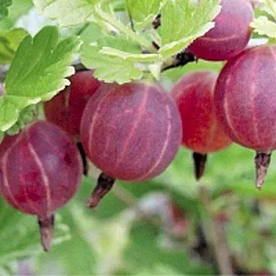 Крыжовник РАВОЛТ  Крыжовник РАВОЛТ в Барановичах