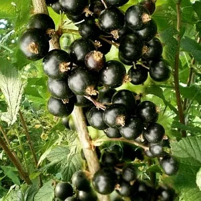 Смородина черная БЕН ТИРЕН в Барановичах